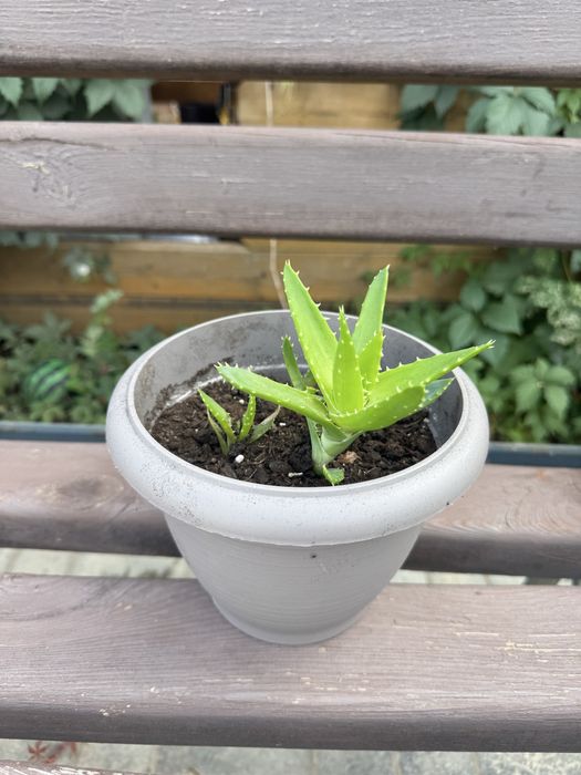 Цветы для офиса и дома.