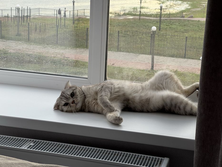 Вязка кота шотландец