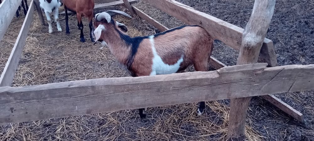 Vand capre  alpin francez și două anglo nubian, doi  țapi anglo nubian