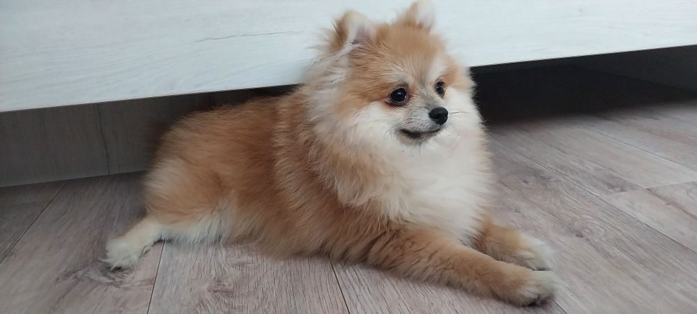 Продам помиранского шпица