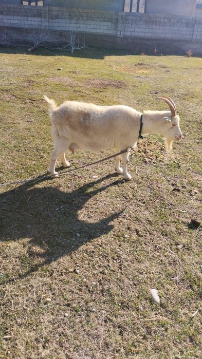 Ешкілер,лақтарымен