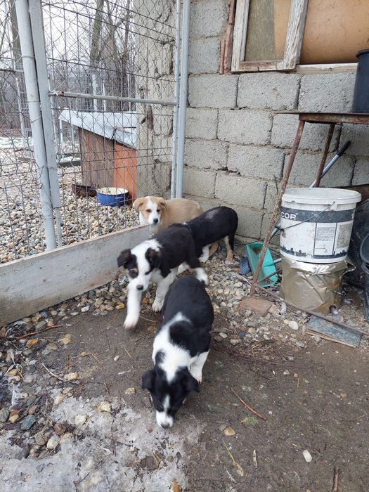 Donez catei/ caini/ catelusi