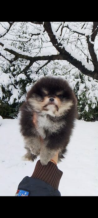 Померан померани