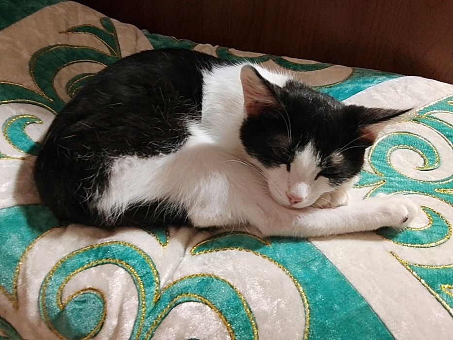 отдам с всеми вещами.