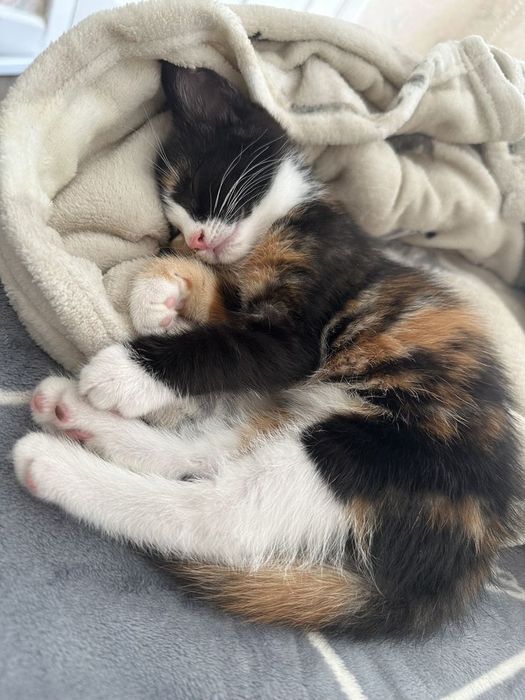 Котята трехцветки