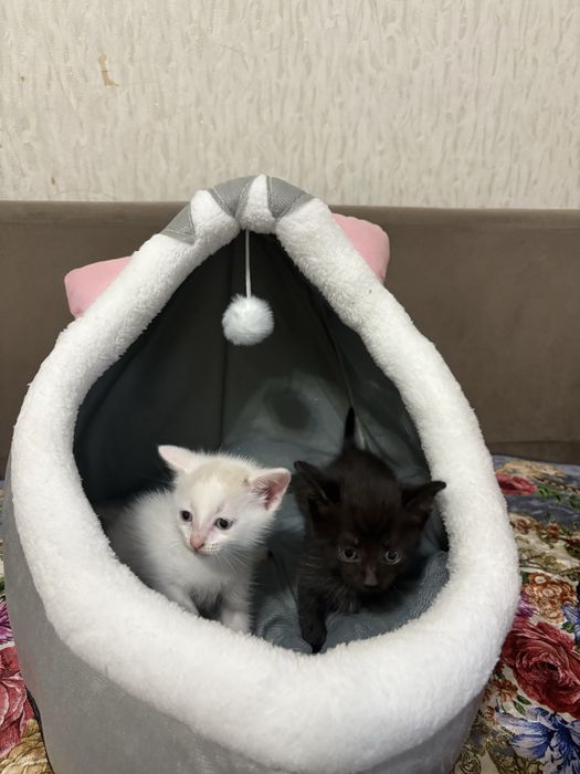 Милые котята в добрые руки