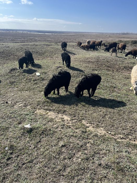 Продам Кошкариков 3-4 мес