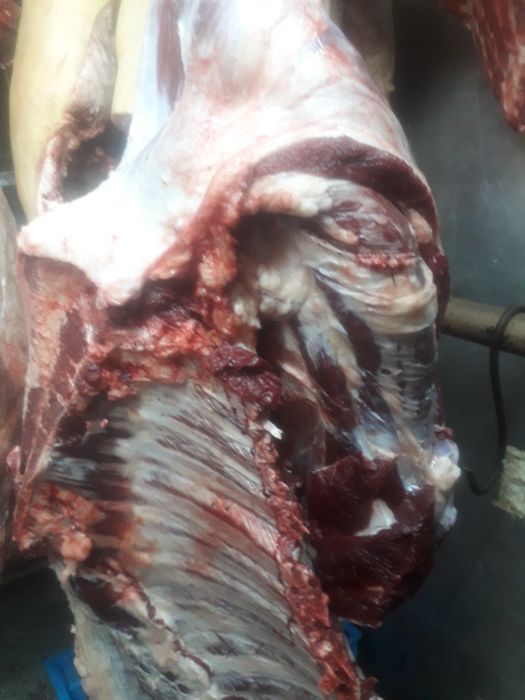 Продам говядину.