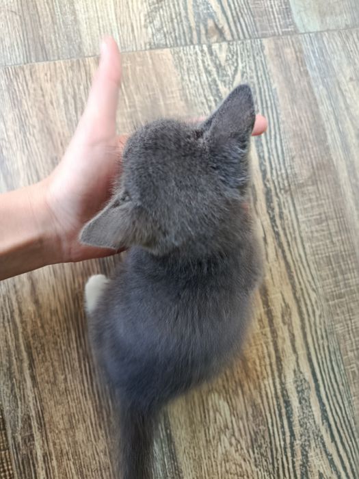 срочно! котёнок ищет дом,