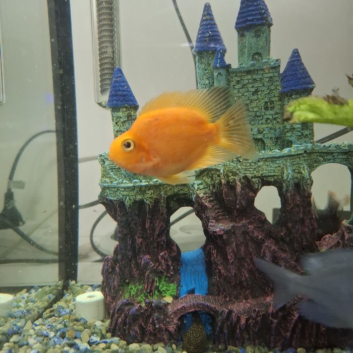 Продам аквариум с рыбками