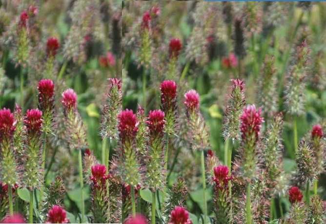 Trifoi alb, rosu, incarnat, suedez = seminte plante leguminoase