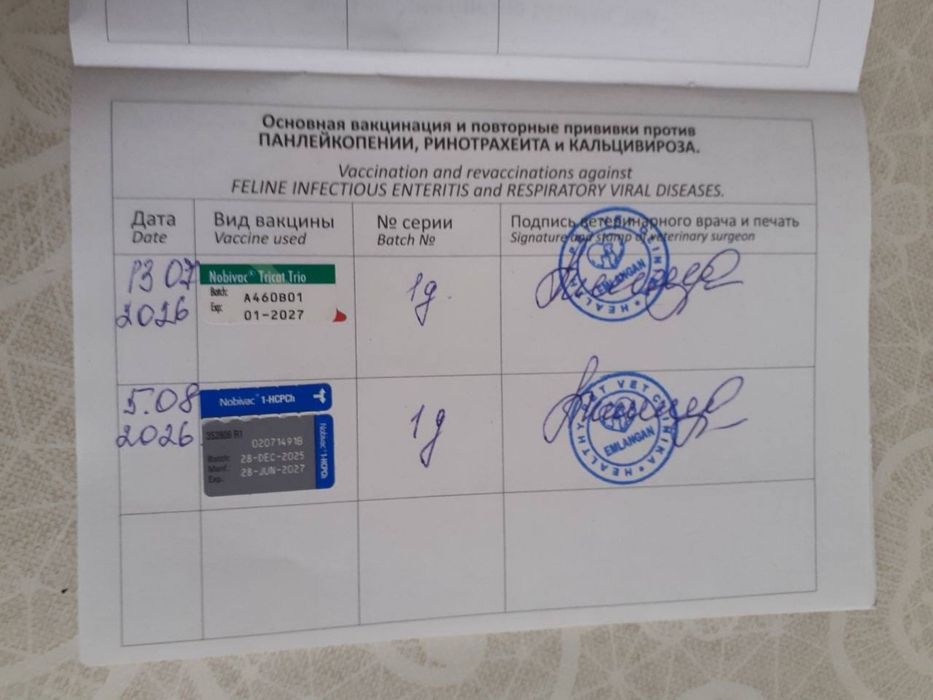 Кошечка бесплатно