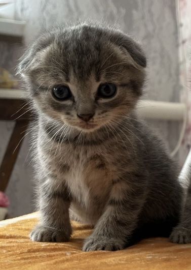 Кошка породистый