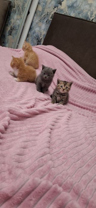 Британские короткошерстные котята
