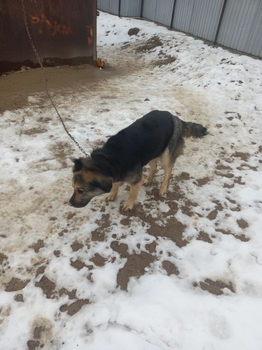 Домашние животные