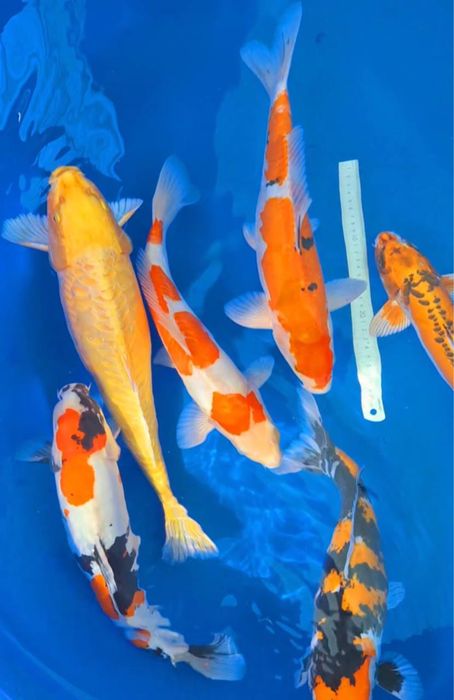 Кои рыба для пруда