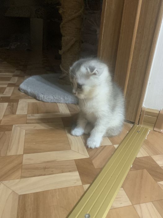 Котята шотландцы.
