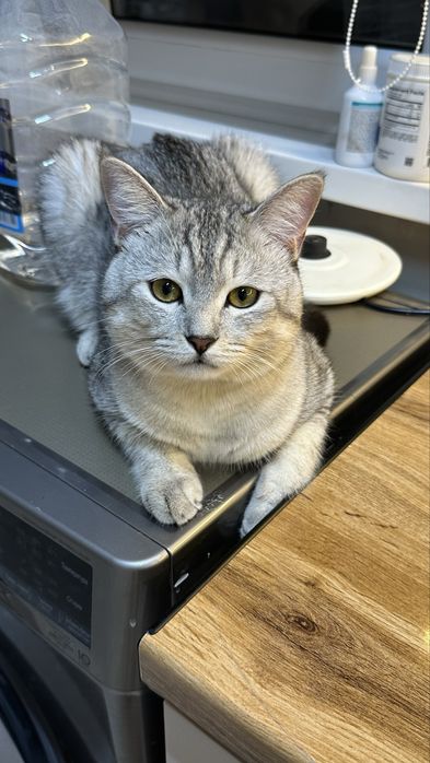 Отдаю котика в хорошие руки