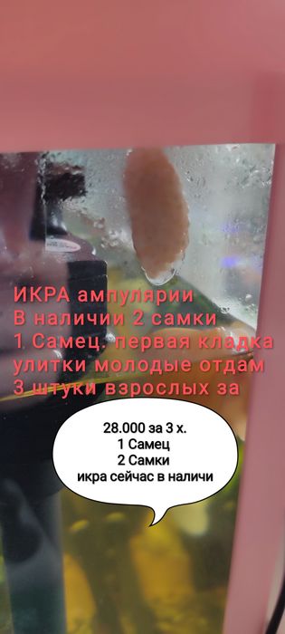 Ампулярия улитка