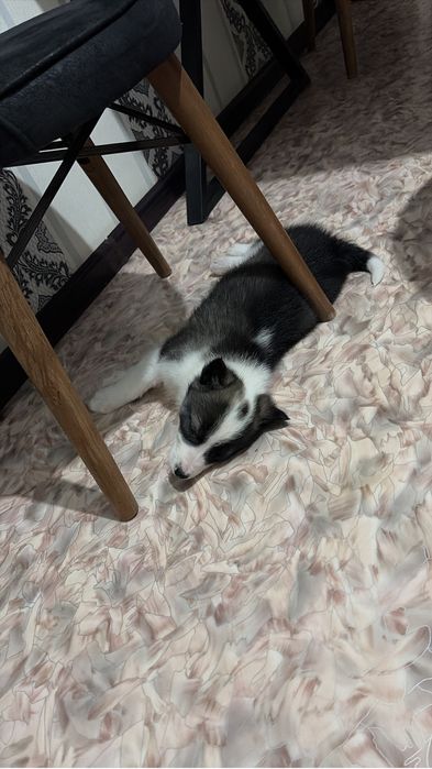 Отдам даром щенка лайка