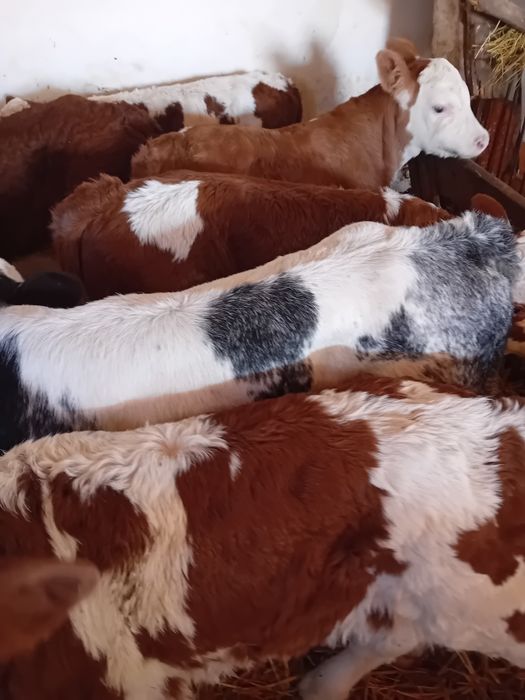 Taurasi baltati și vitea belgiana