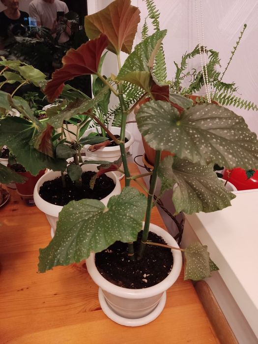 Комнатные цветы Продам