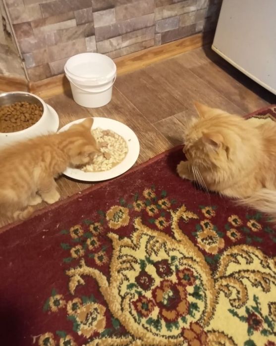 Котята британец смешанный