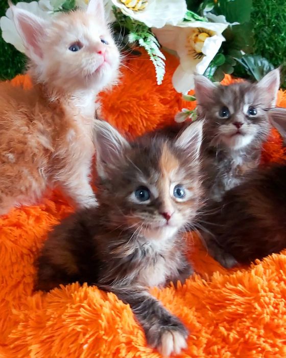 МЕЙН- КУНЫ! - разные Расцветки