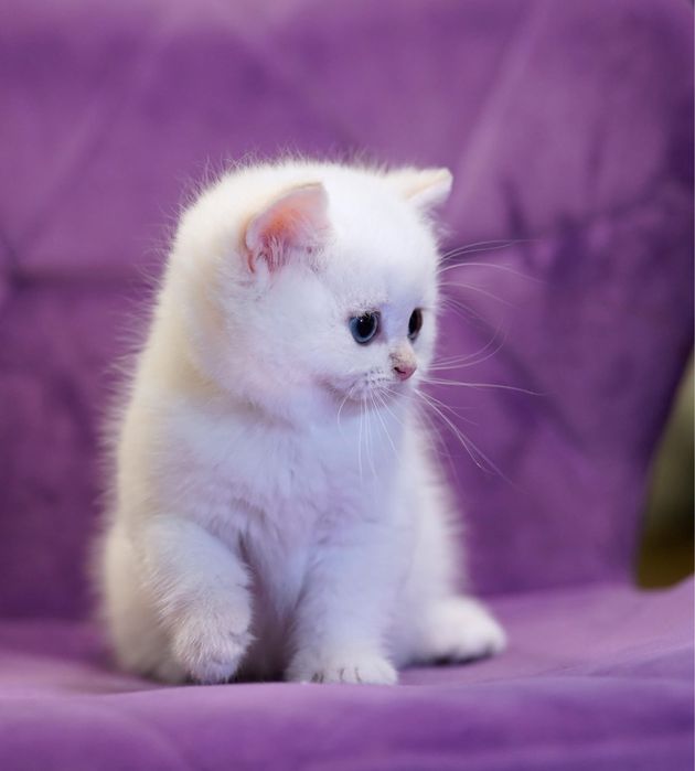 British Shorthair / Exemplar breeding&show