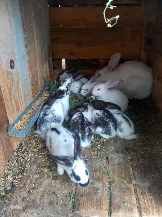 Iepurași drăgalași