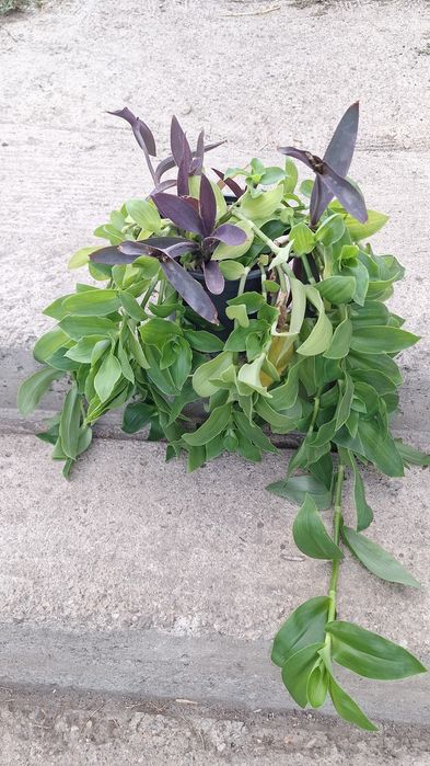 Plante de interior sau de birou