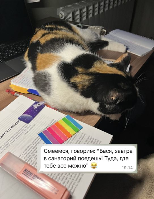 Индивидуальная передержка кошек, доступно