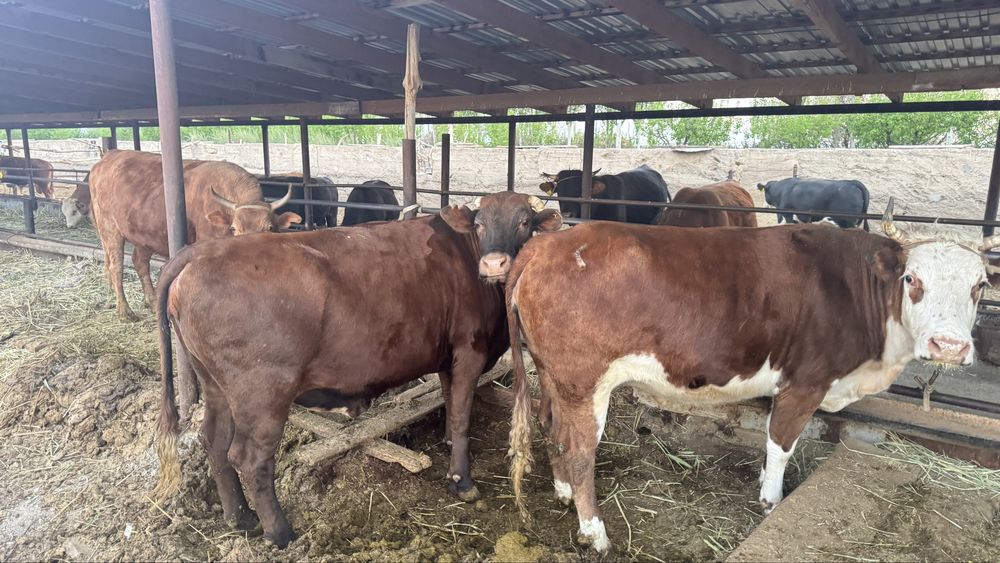 Сиыр байланған! КРС с откорма!!