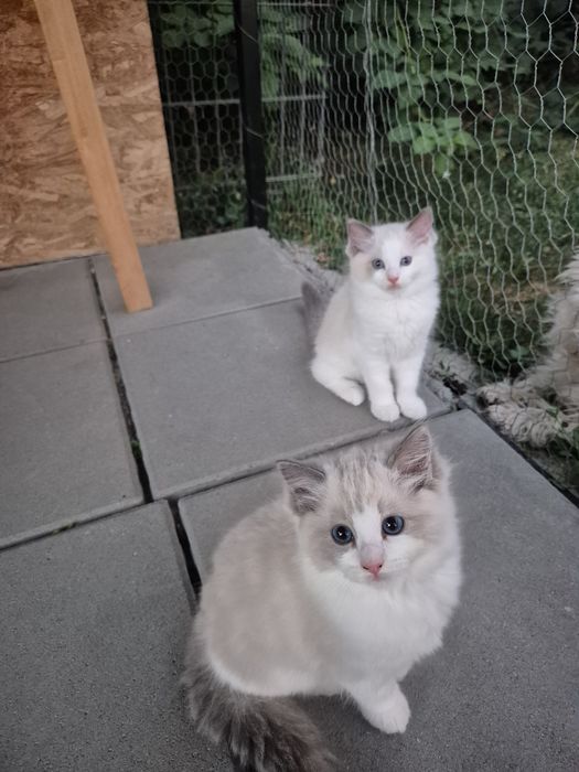 Ragdoll Blue  superb