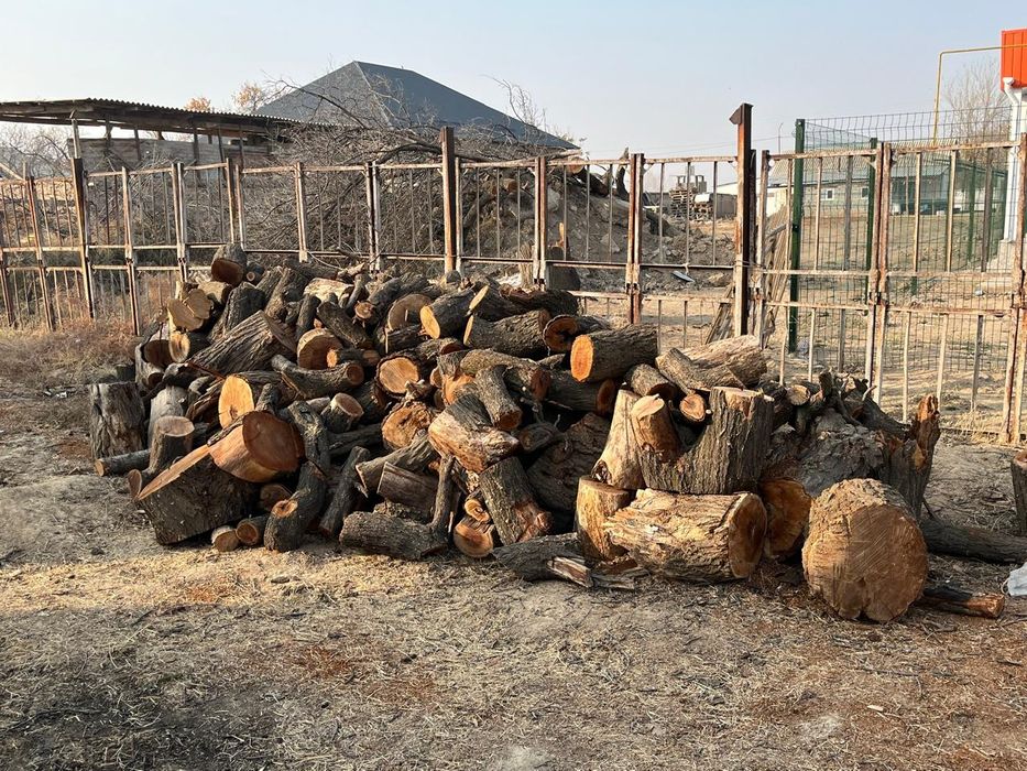 Өрік төңкелері бұталары