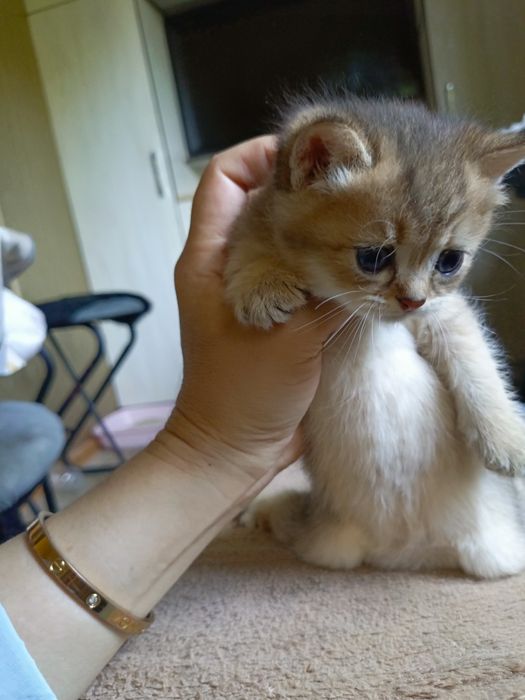 Пародистые котята