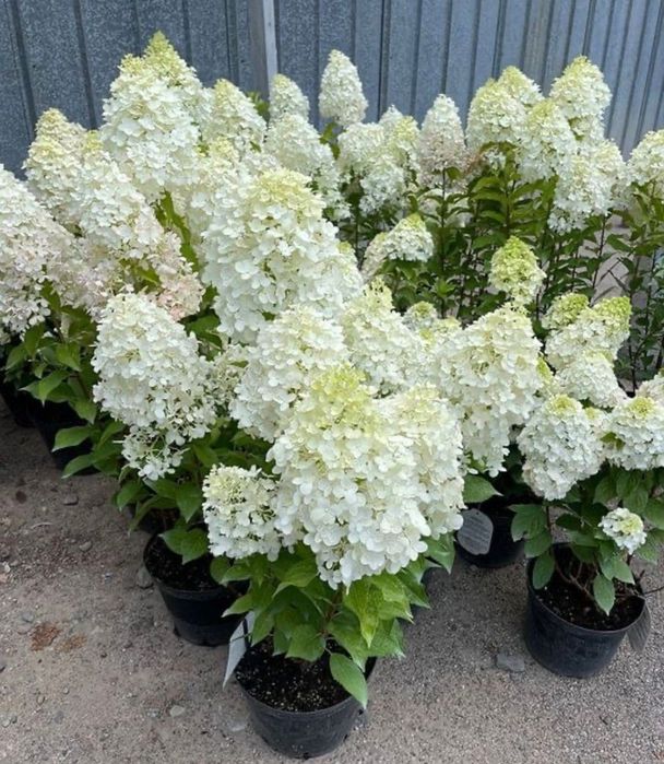 Гортензия Метельчатая