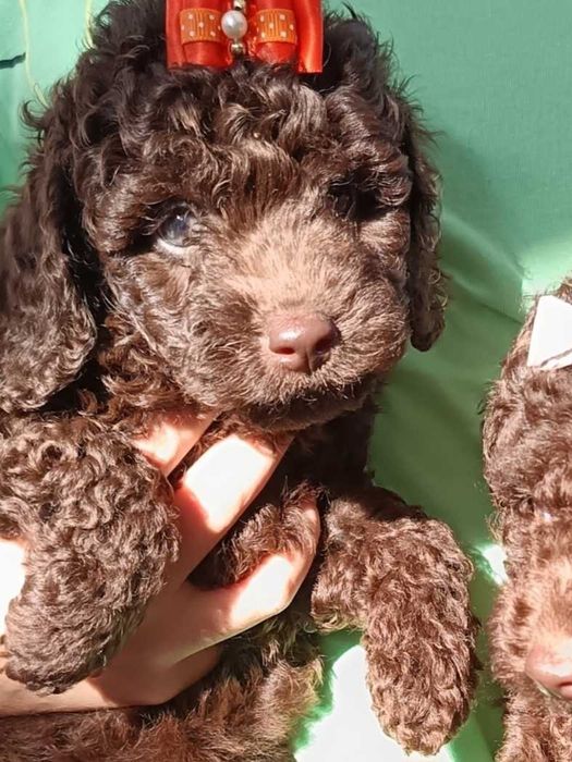 Пудел мини шоколад