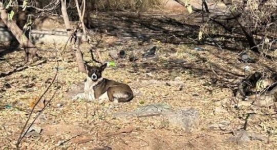 Отдам собак. Бесплатно.