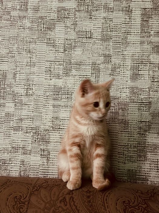 Продается котенок,очень игривая