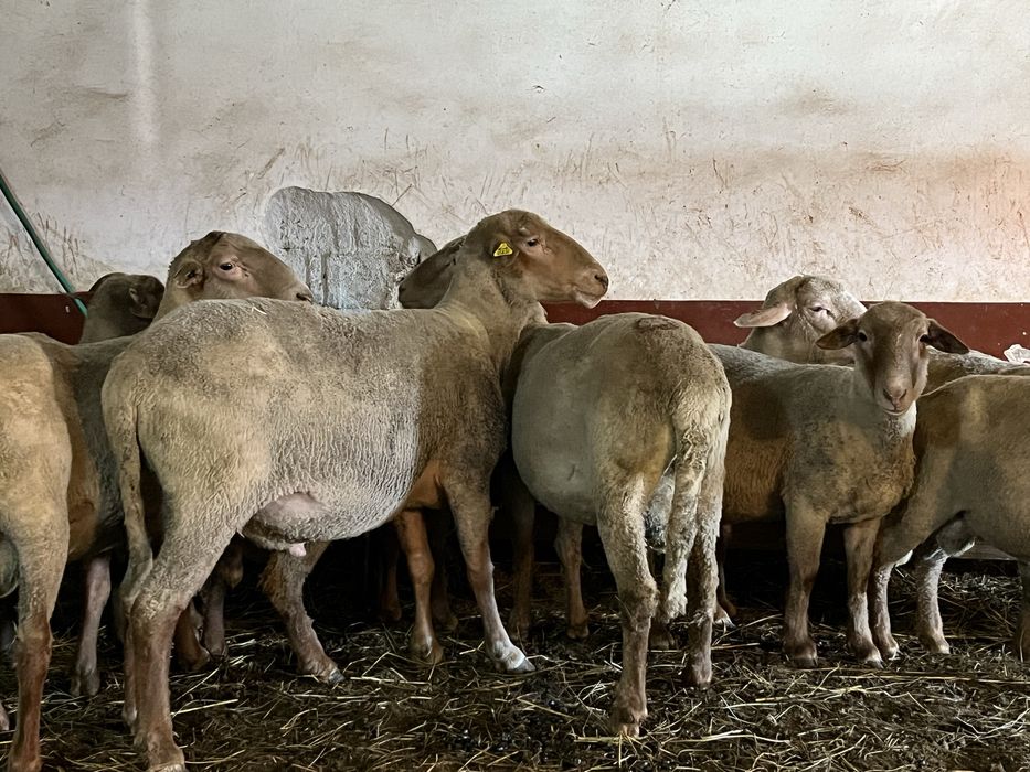 Berbeci tigaie ruginie cu certificat de origine si fara certif. 19 bc.