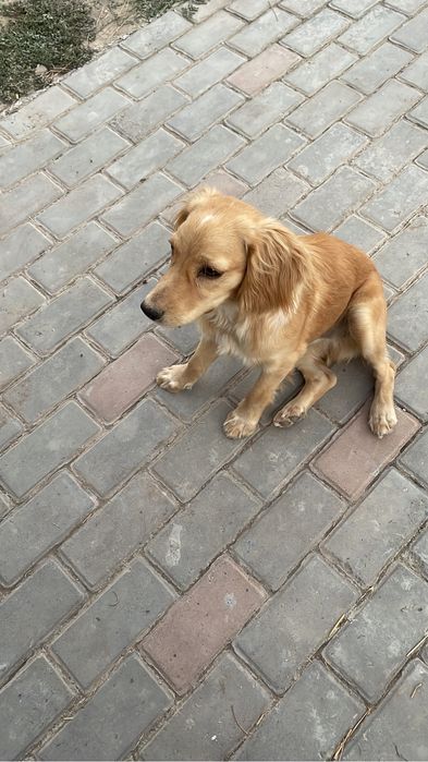 Продам щенка в хорошие руки