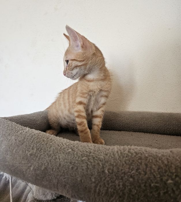 Pisicute spre adoptie