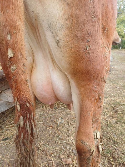Vaca de 4 ani gestantă în 6 luni