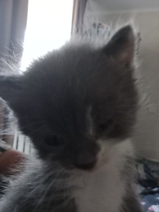 Мила котик гарантия