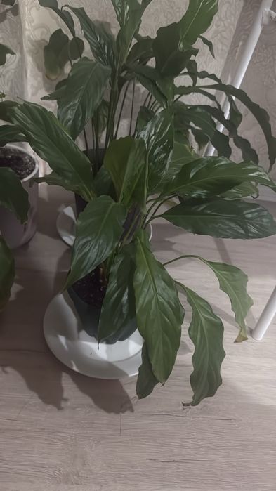 Продам женская счастье