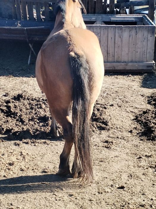 Продам кобылу откормленая