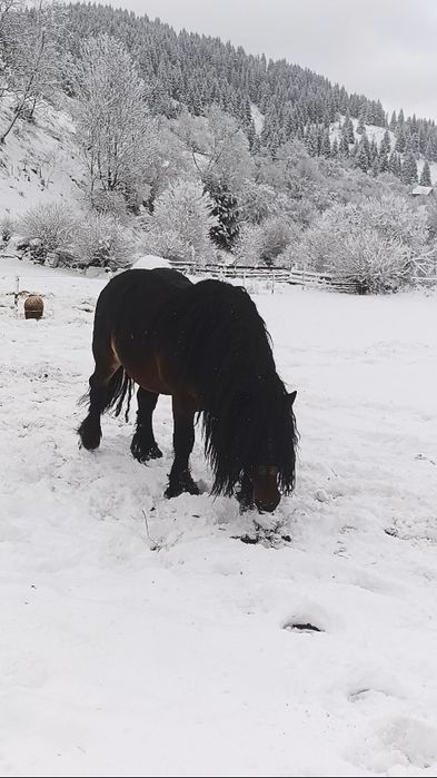 Armăsar pentru montă