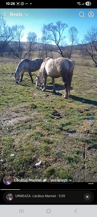 Iepe de vânzare  4 ani lipitana si cealalta 6 ani amandoua   36000 lei