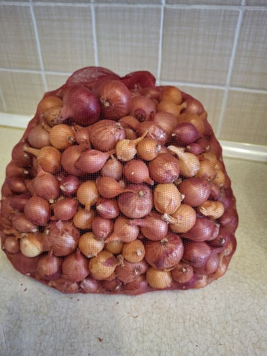 Продам лук семейный